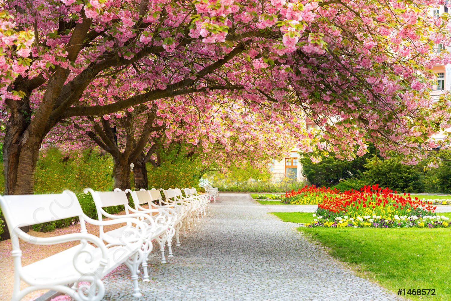park with blossom sakura flower 1468572 17619884151780361784