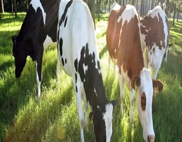 Cow